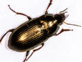 Amara ovata